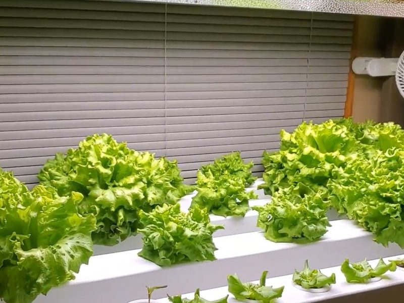 Build Your Own Home Hydroponic Farm