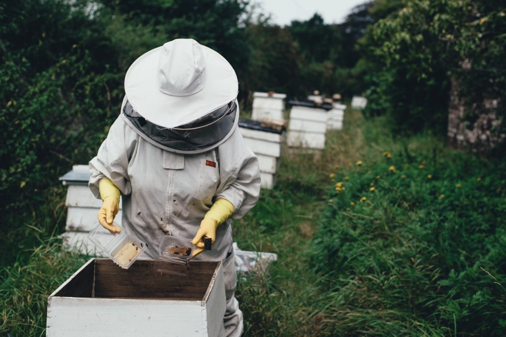 Bees for honey, profitable animals to raise on small farms