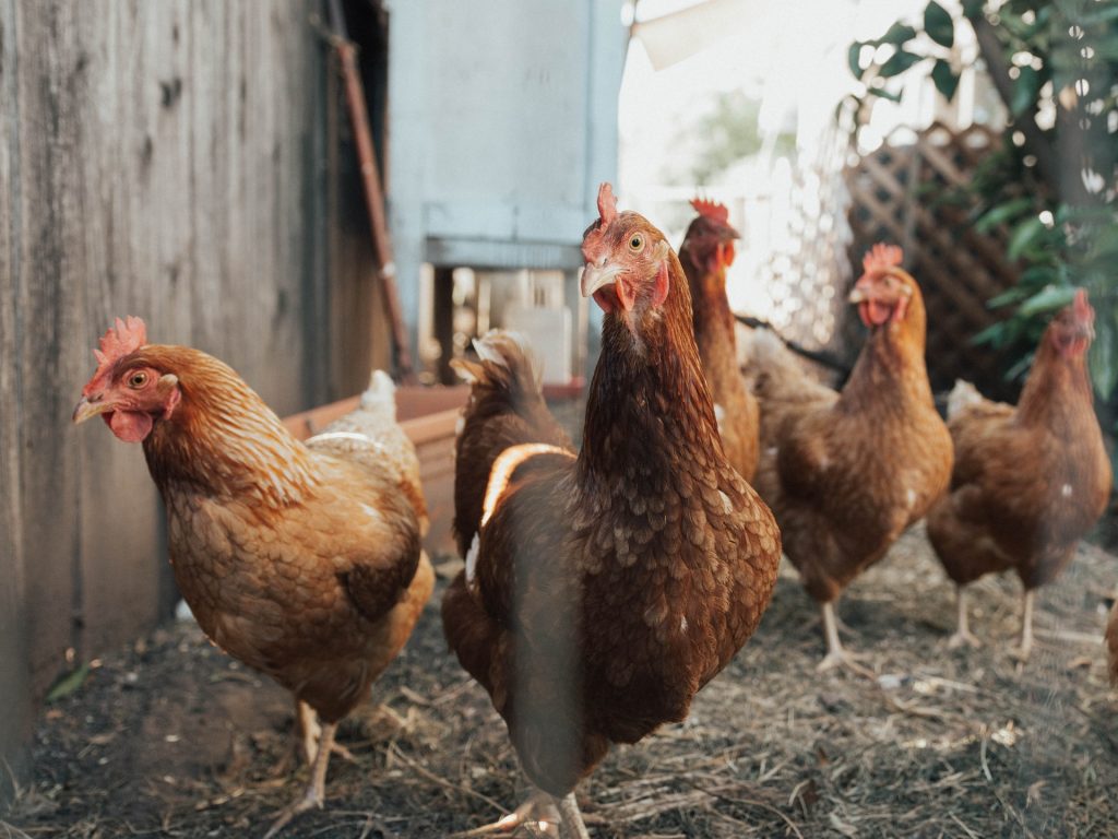 Broiler chicken, profitable animals to raise on small farms