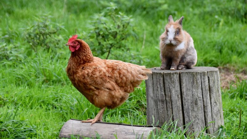 Poultry Farming Courses