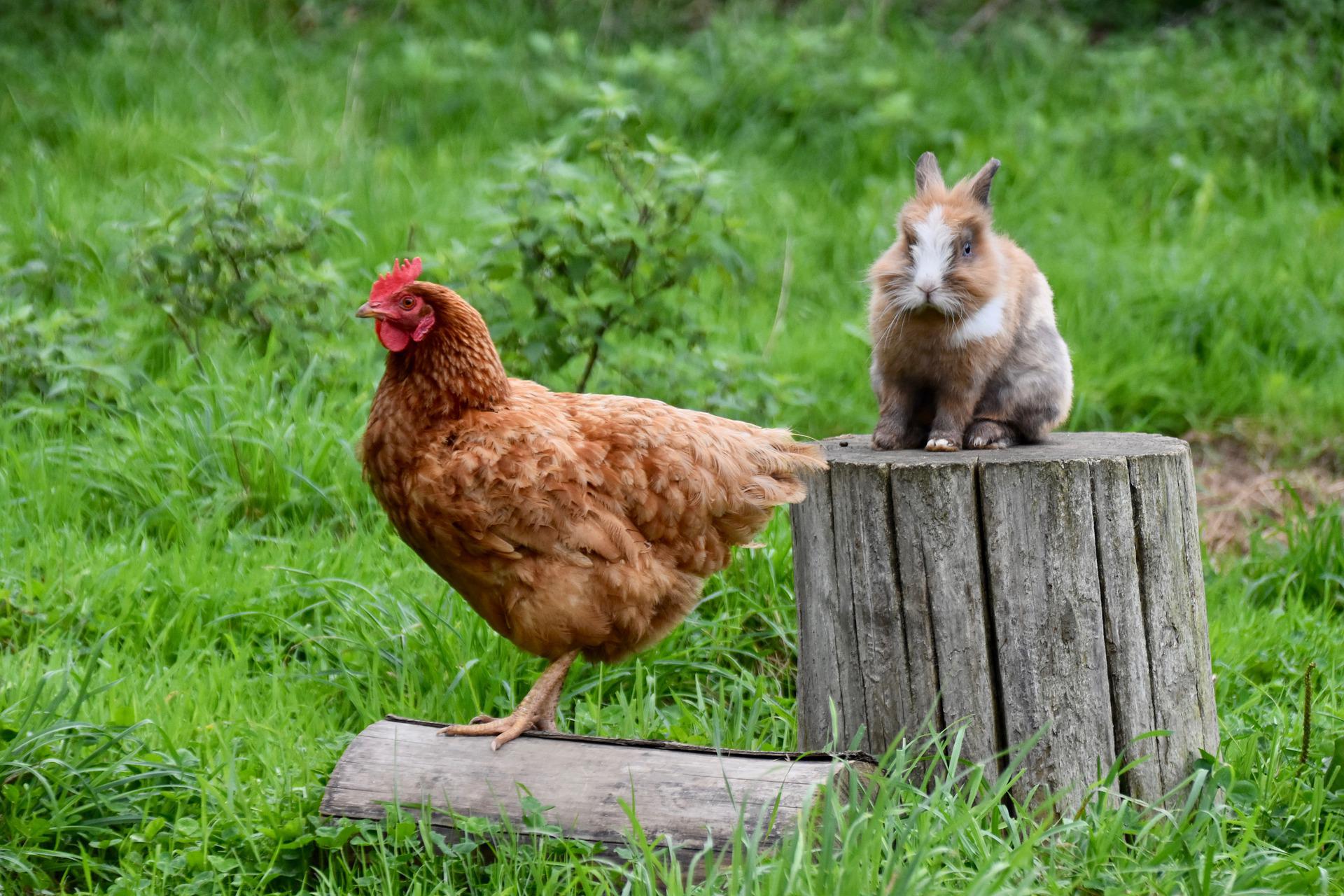 5-poultry-farming-courses-and-why-you-might-be-missing-out