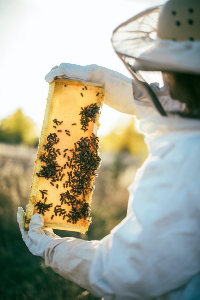 Apiary (Beekeeping) farm