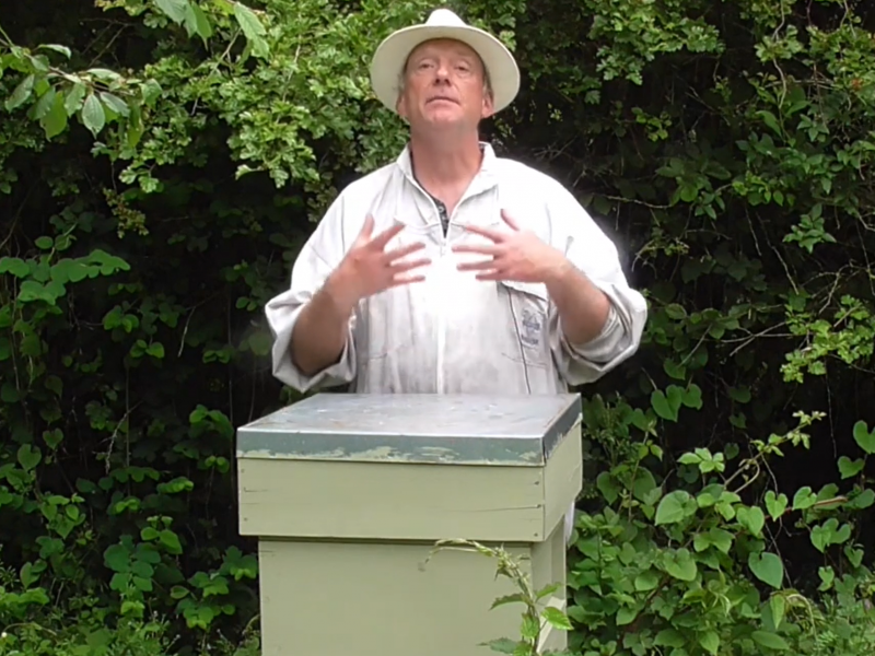 Beginning in Beekeeping: Start Your Very First Beehive