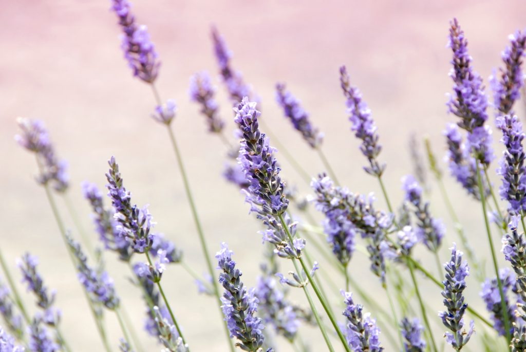 What are the most profitable crops for small farms? Lavender