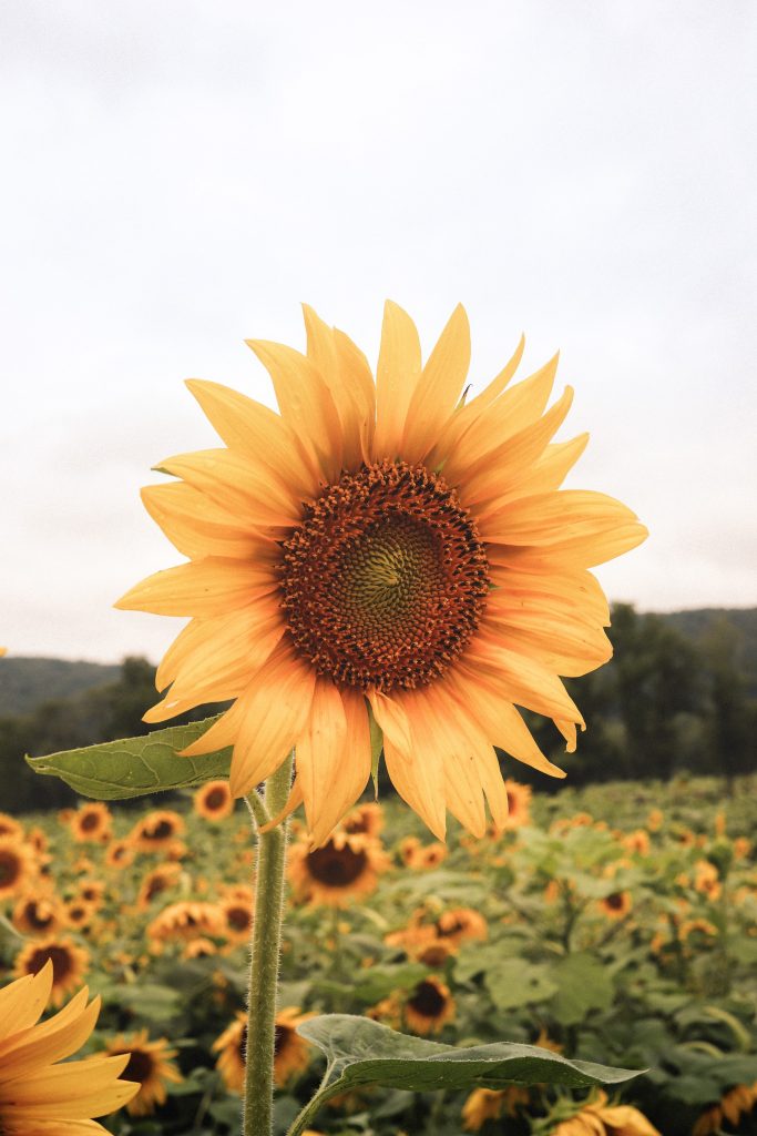 Flower farming