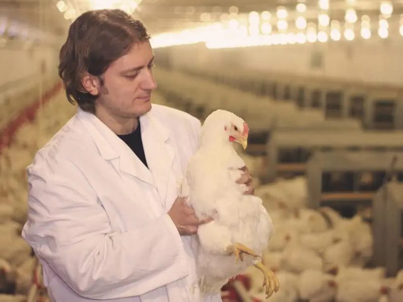 Diploma in Poultry Farming (John Academy UK - Online)