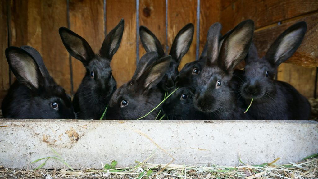 Rabbits, profitable animals to raise on small farms