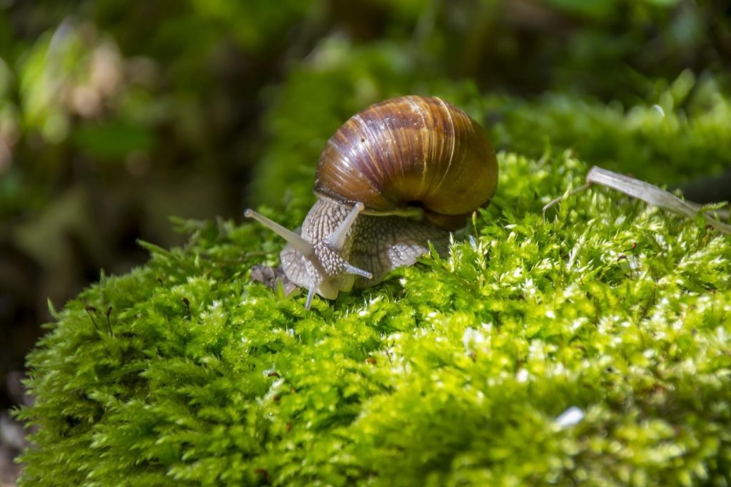 Snails, profitable animals to raise on small farms